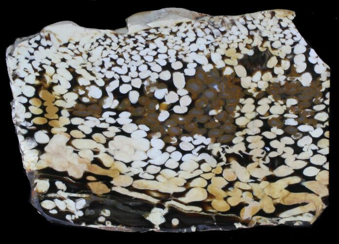 Slab of Fossilized Peanut Wood - Australia #39030